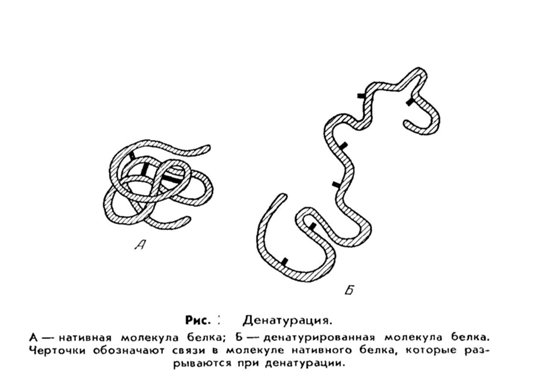 Структура белка. Денатурация. Ренатурация.