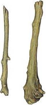 Древнейшие орудия труда палка-копалка