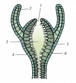 Мезоглея функции