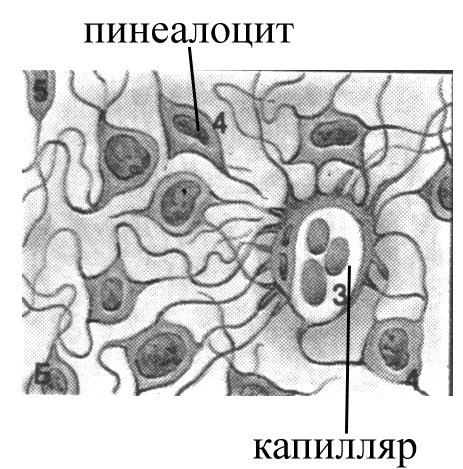 Шишковидная железа гистология