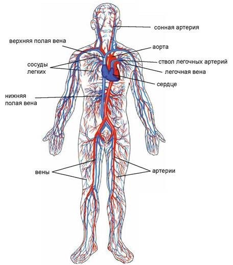 Кровеносные сосуды человека схема артерии вены