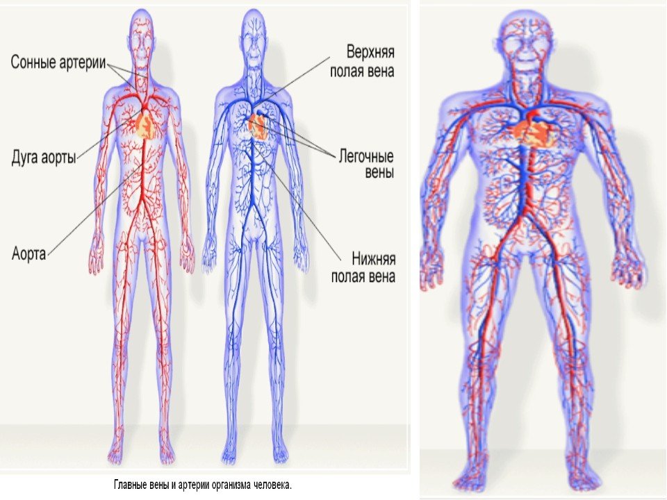 Артерии и вены тела. Венозная система человека крупные вены. Система артерий человека схема. Венозная система анатомия. Венозная и артериальная система человека схема.