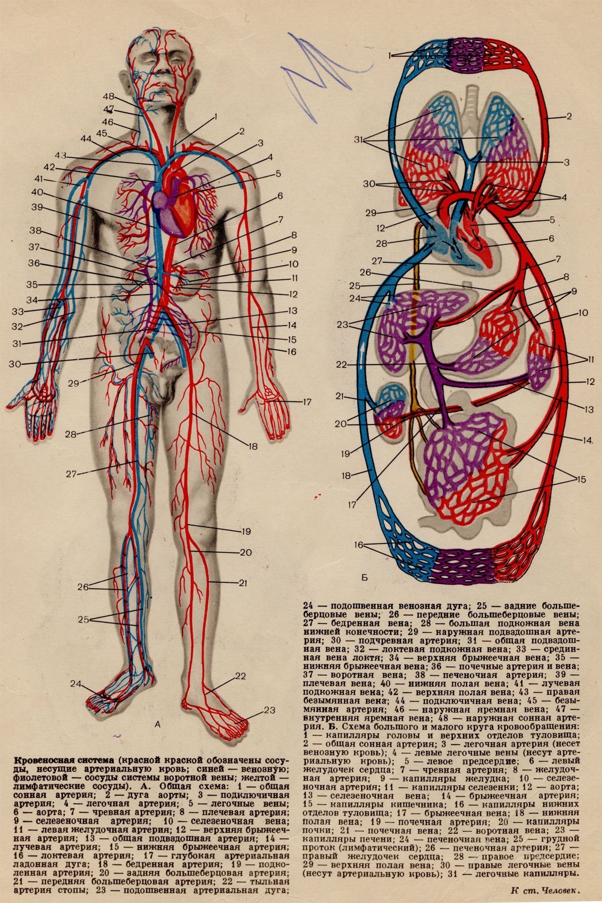 Артерии и вены тела. Строение кровеносной системы человека схема. Анатомия строение кровеносной системы. Кровеносная система анатомия артерии. Венозная кровеносная система.
