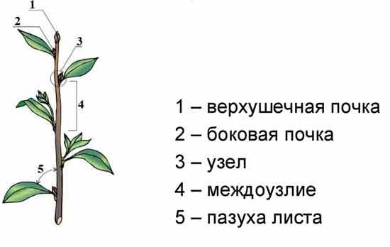 Расположение почек у вишни
