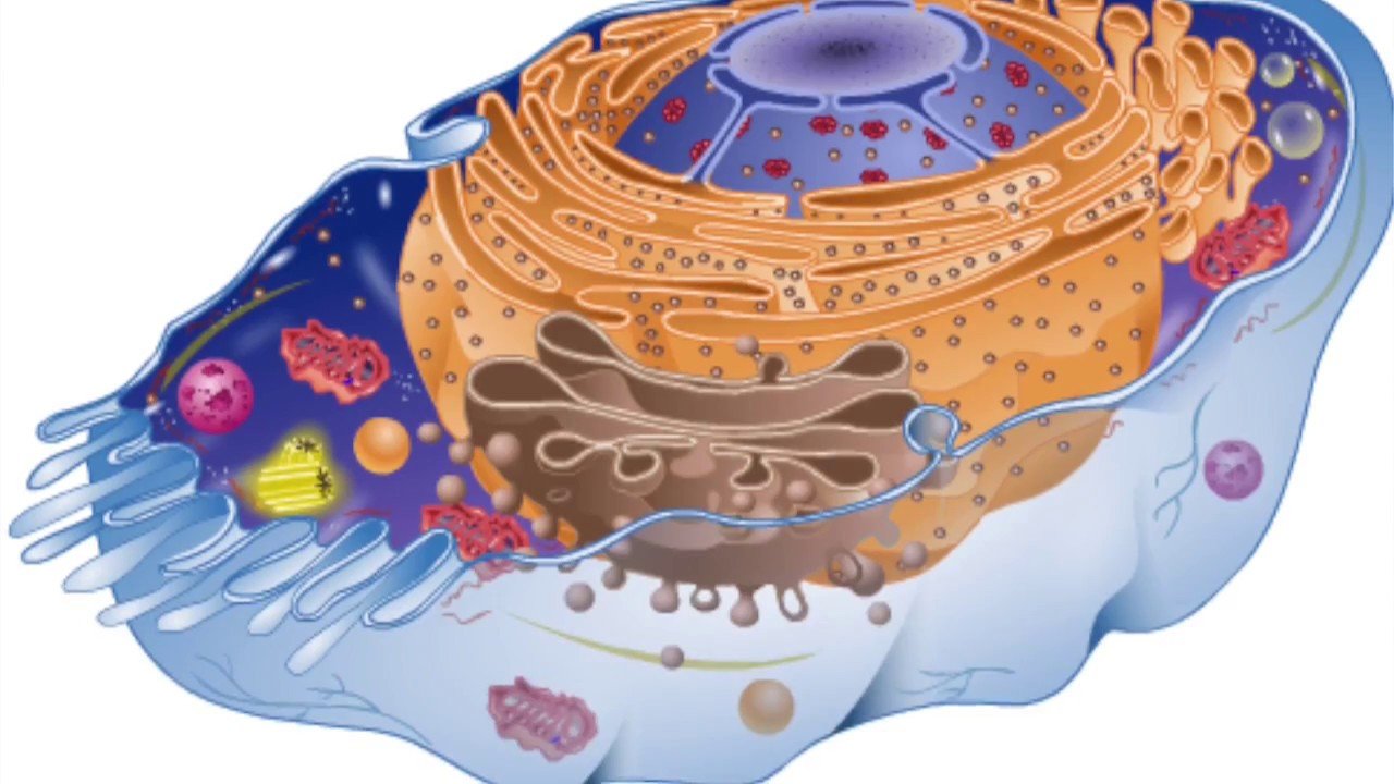 Клетка без цитоплазмы