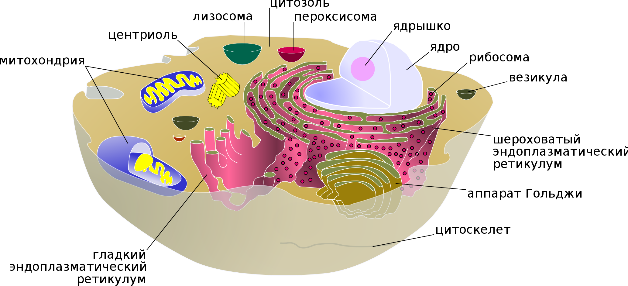 Внутренняя среда клеток органоид. Органеллы, образующей внутреннюю среду клетки.. Название органеллы образующей внутреннюю среду клетки. Органелла образующая внутреннюю среду клетки. Строение эукариотической клетки. Органоиды клетки.