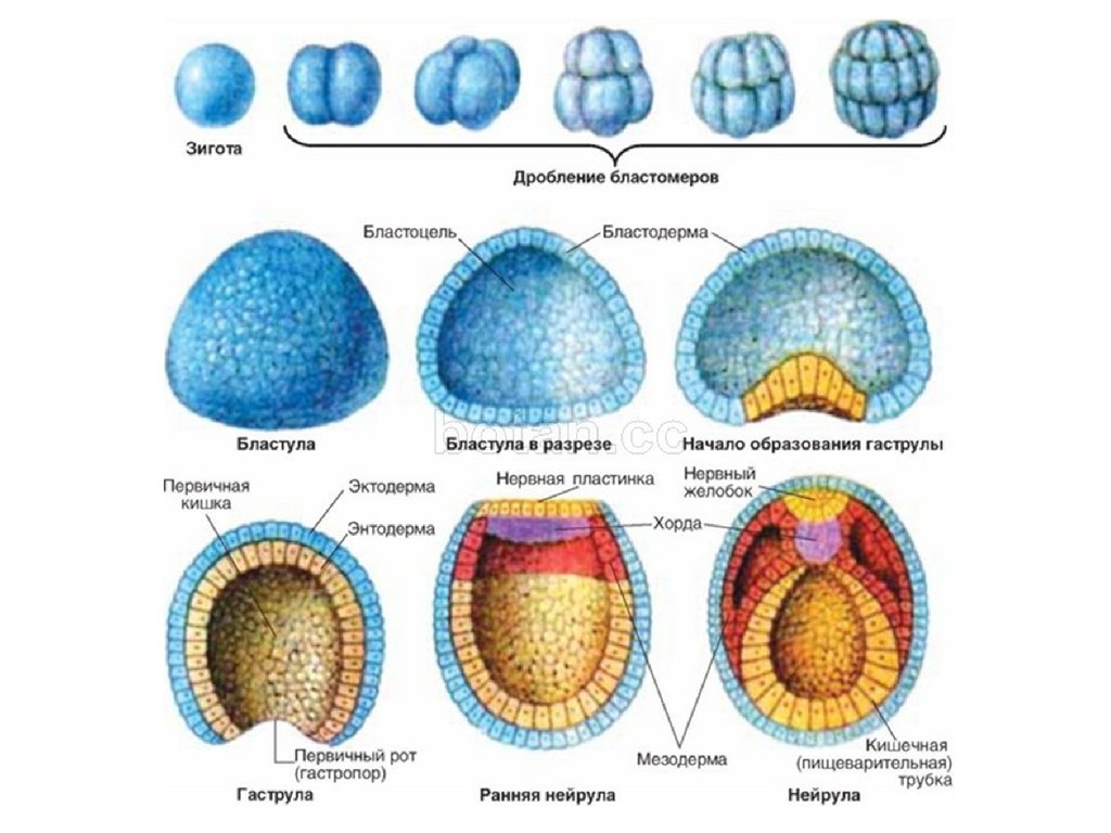 Онтогенез 2 стадия. Этапы онтогенеза гаструла бластула. Гаструла нейрула. Развитие эмбриона бластула. Зигота бластула гаструла.