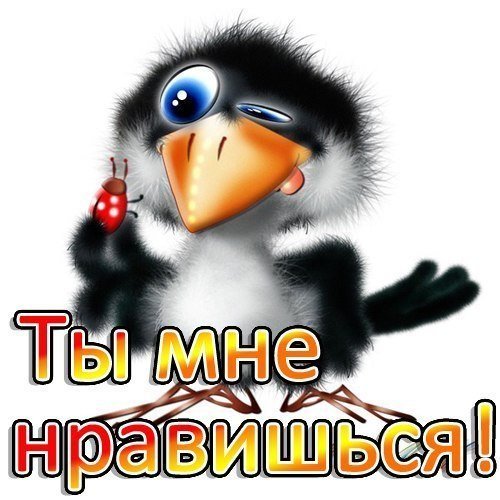 Галчонок картинки прикольные