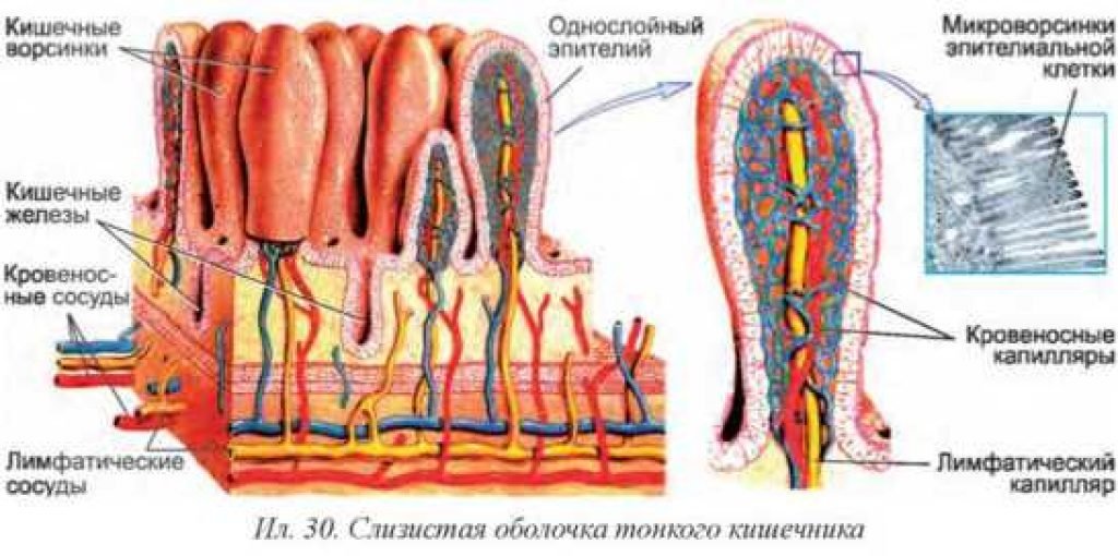 Кишечные ворсинки характерны для. Строение кишечной ворсинки анатомия. Ворсинки тонкого кишечника анатомия. Строение ворсинки тонкого кишечника. Кишечная Ворсинка анатомия.
