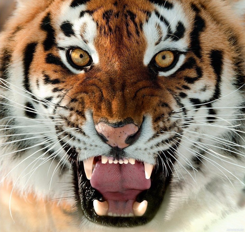 Тигр оскал (62 фото)