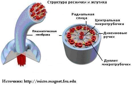 Строение и функции ресничек и жгутиков в клетке