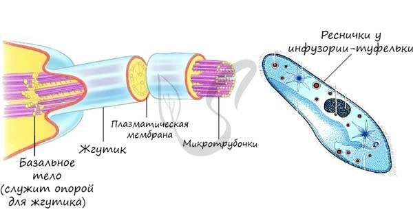 Реснички и жгутики строение