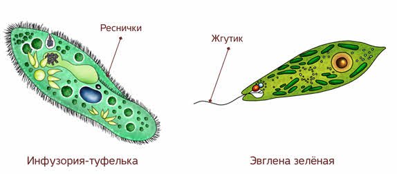 Движение с помощью жгутиков и ресничек