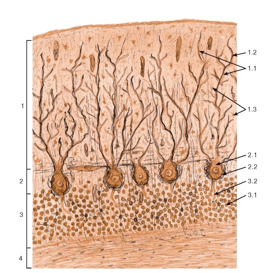 Кора мозжечка гистология