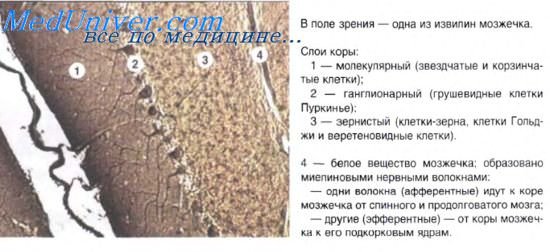 Кора мозжечка гистология препарат