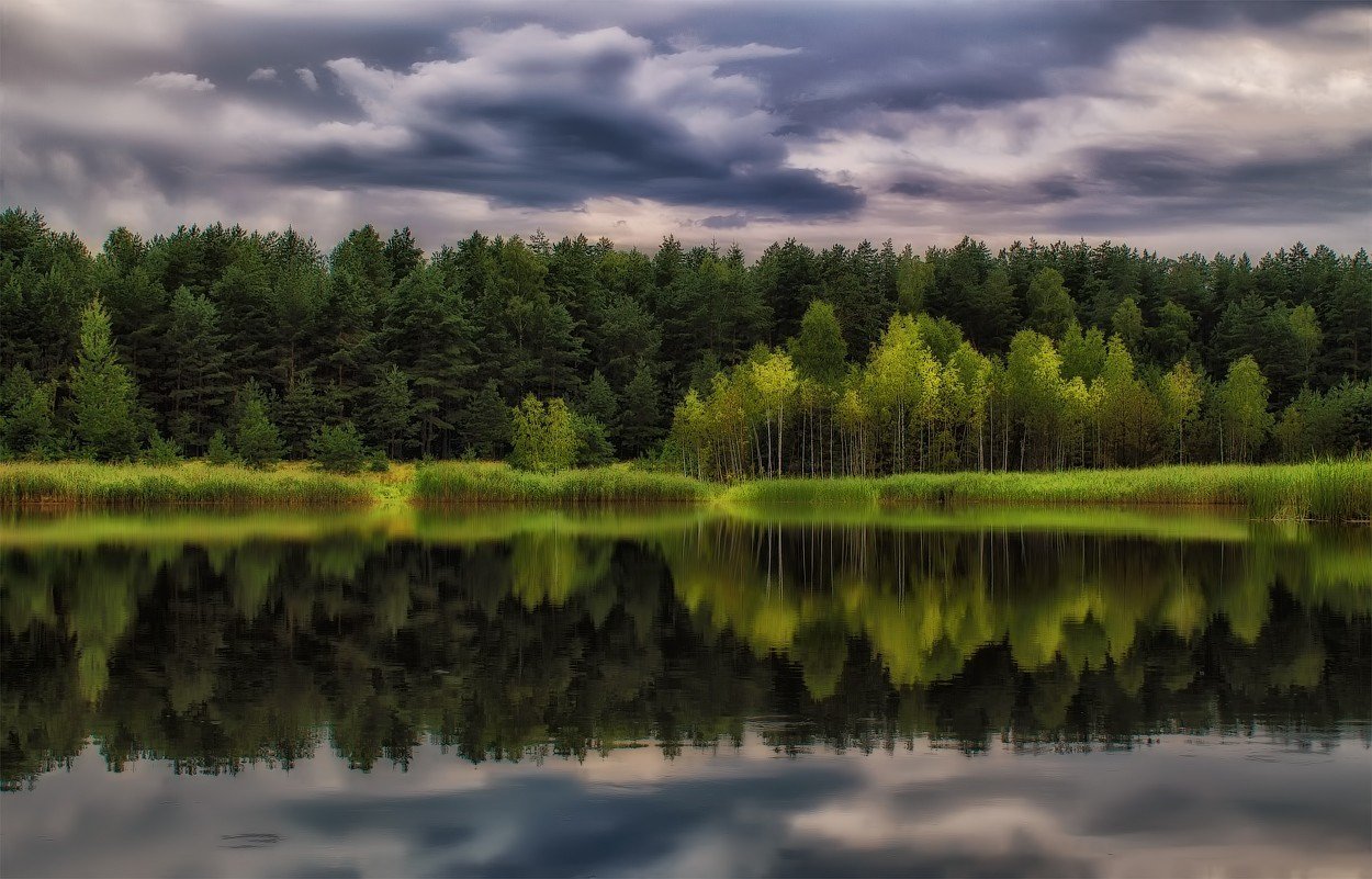Природа Белоруссия леса
