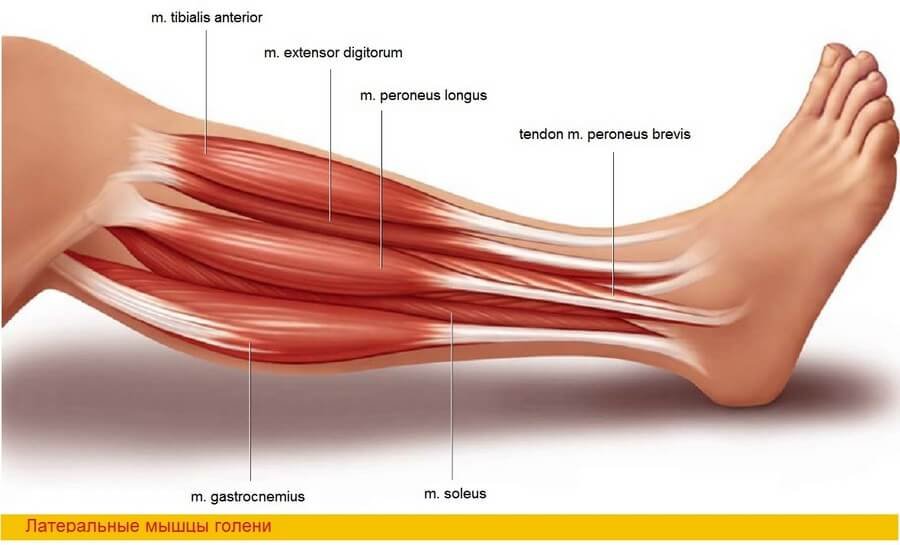Сухожилия образованные из ткани. Короткая малоберцовая мышца анатомия. Длинная малоберцовая сухожилия стопы. Сухожилие малоберцовой мышцы анатомия. Тендинит малоберцовой мышцы.