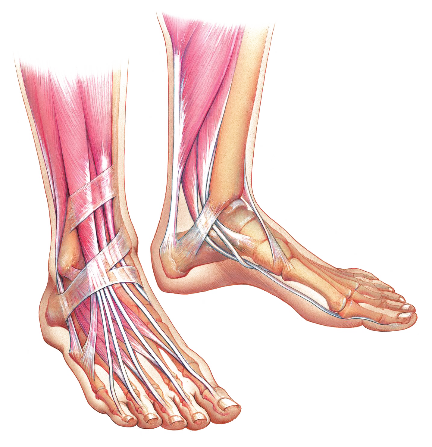 Foot muscle. Сухожилия стопы анатомия. Удерживатели сухожилий голеностопного сустава анатомия. Стопа голеностоп анатомия. Удерживатели сухожилий голени.