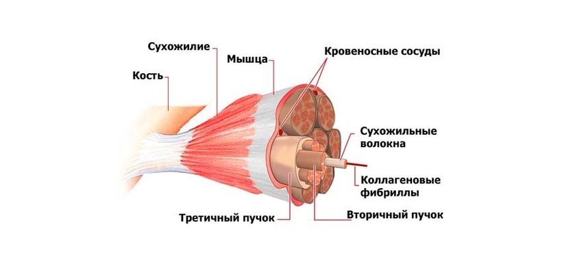 Сухожилия образованы из ткани. Анатомия сухожилий. Строение мышц сухожилия. Сухожилия мышц прикрепляются к. Прикрепление мышцы к кости.