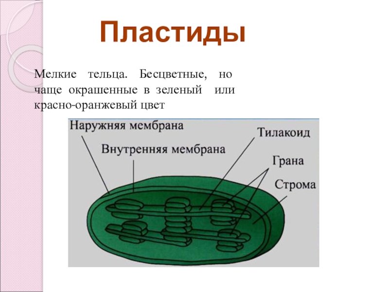 Форма хлоропласта. Схема пластиды хлоропласты лейкопласты хромопласты. Органоиды клетки пластиды строение и функции. Пластиды хлоропласты строение. Схема строения хлоропласта.