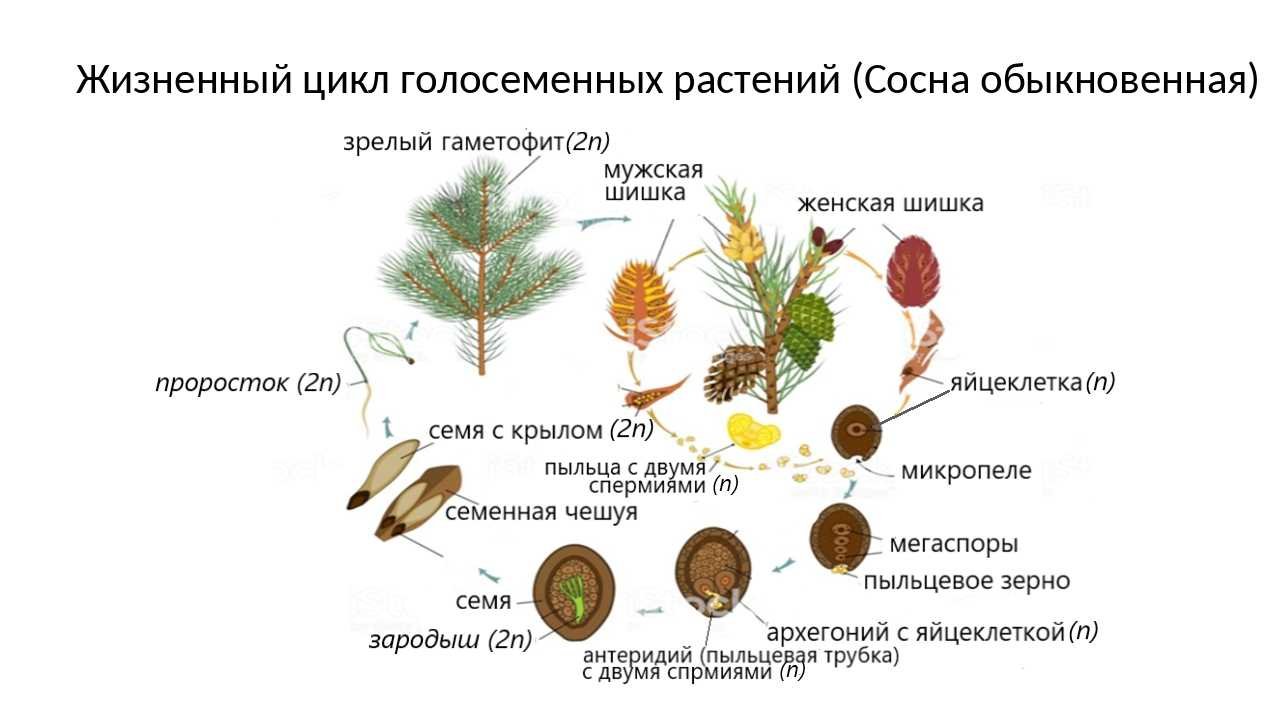 Какие жизненные формы свойственны голосеменным растениям. Цикл хвойных голосеменных. Размножение голосеменных шишка. Цикл развития голосеменных схема. Схема циклы развития голосеменных растений схема.