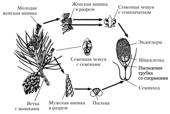 Размножение голосеменных сосна обыкновенная