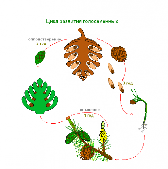 Цикл развития голосеменных растений схема