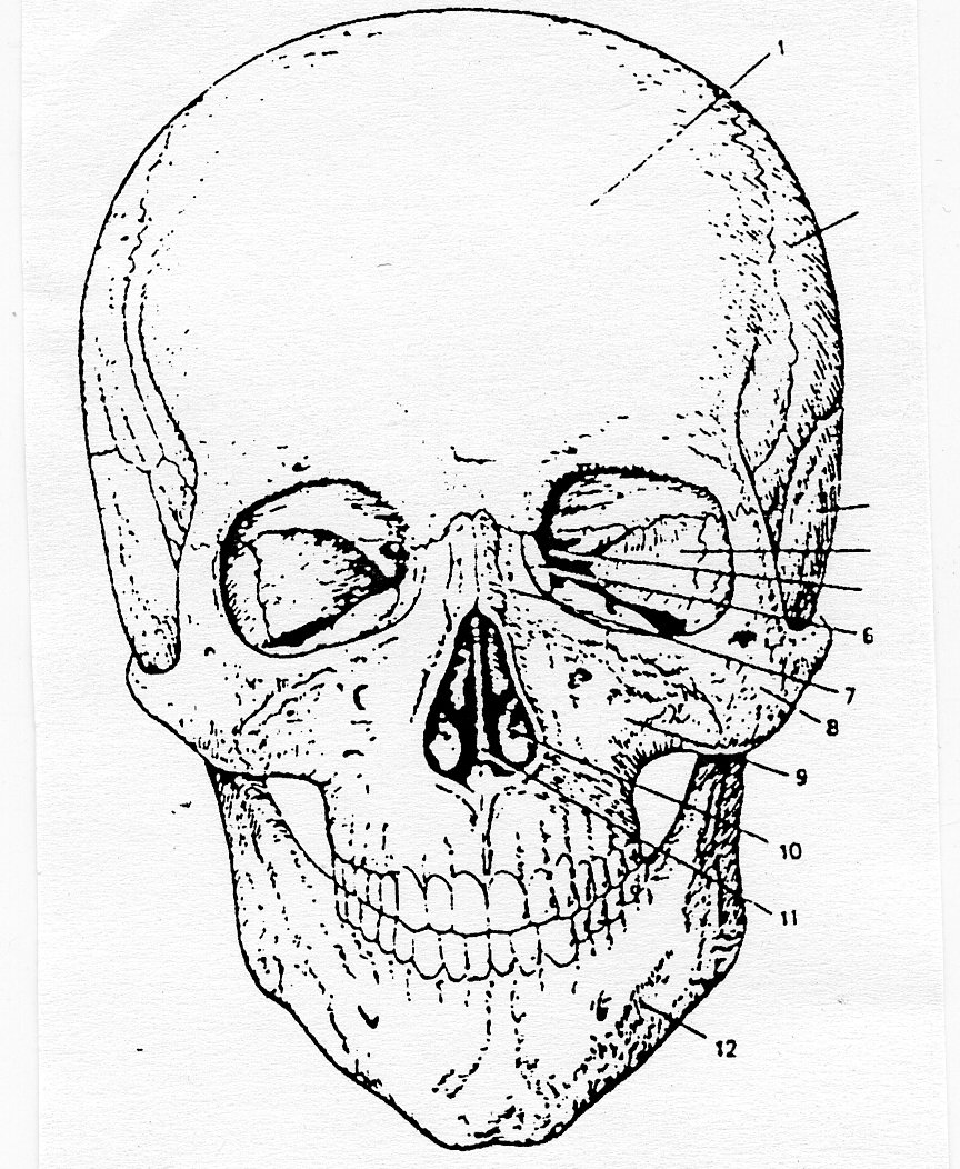Скелет черепа биология. Череп вид спереди и сбоку. Череп человека анатомия вид спереди. Скелет головы (череп) вид сбоку. Череп человека вид спереди рис 29.