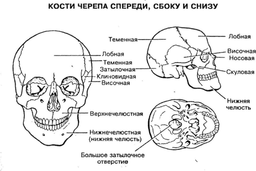 Скелет черепа биология. Строение кости черепа человека. Строение костей черепа анатомия. Строение черепа спереди и сбоку. Кости черепа спереди сбоку и снизу.