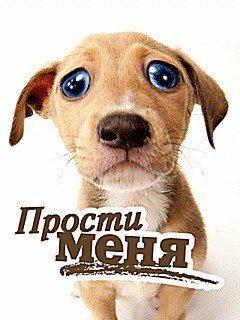 Собачка прости