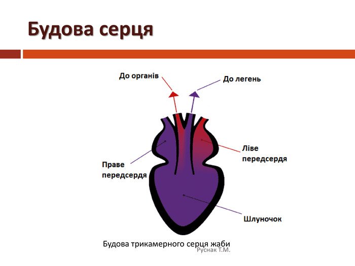 Сердце рептилий состоит. Схема строения сердца лягушки. Строение сердца земноводного. Схема строения сердца земноводного. Схема строения сердца земноводных.