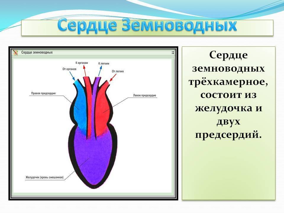 Характеристика сердца земноводных. Строение сердца земноводных. Строение сердца земноводного. Сердце лягушки схема. Строение сердца лягушки.