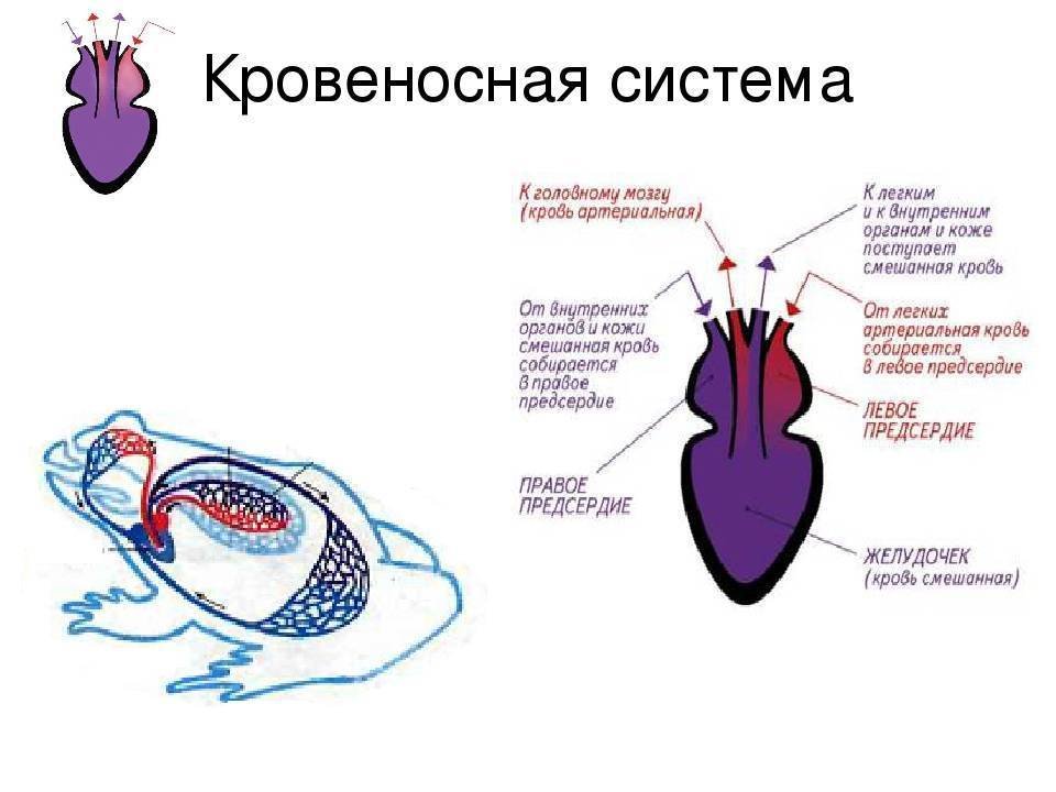 В желудочке земноводных находится кровь. Земноводные кровеносная система системы. Круги кровообращения лягушки схема. Кровеносная система амфибий схема. Строение строение сердца амфибий.