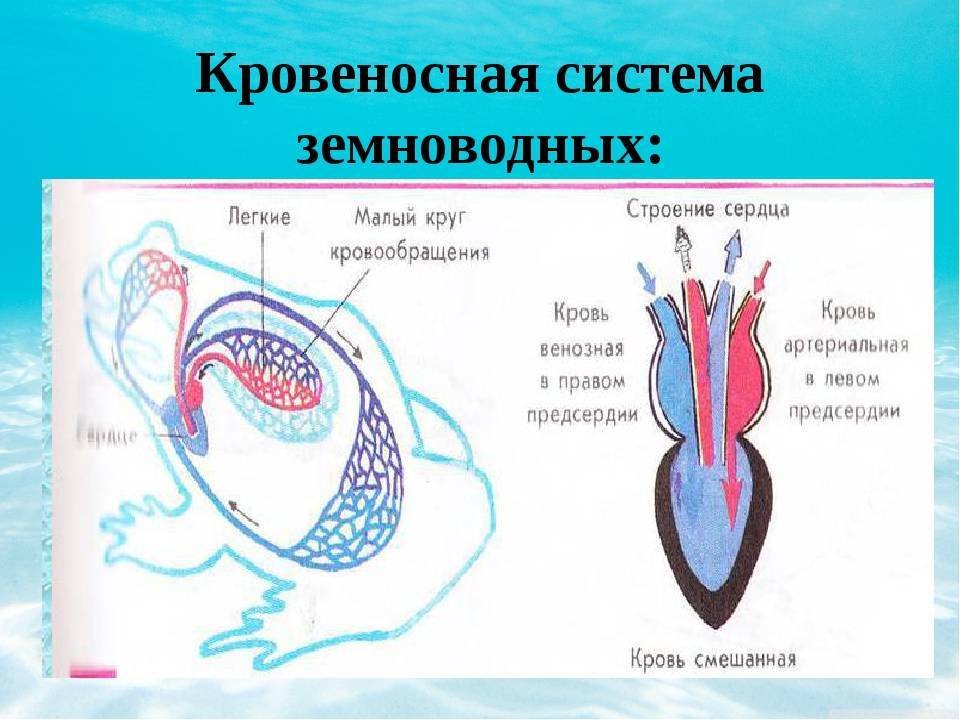 В желудочке земноводных находится кровь. Кровеносная система земноводных 7 класс биология таблица. Круги кровообращения земноводных схема. Кровообращение строение сердца земноводных. Кровеносная система амфибий схема.
