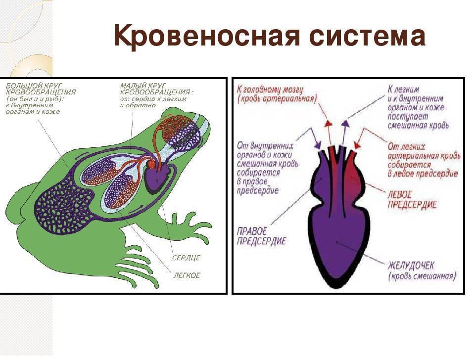 Эволюция сердца у земноводных. Строение кровеносной системы лягушки. Кровеносная система лягушки 7 класс. Круги кровообращения земноводных схема. Кровеносная система у амфибий 7 класс биология.