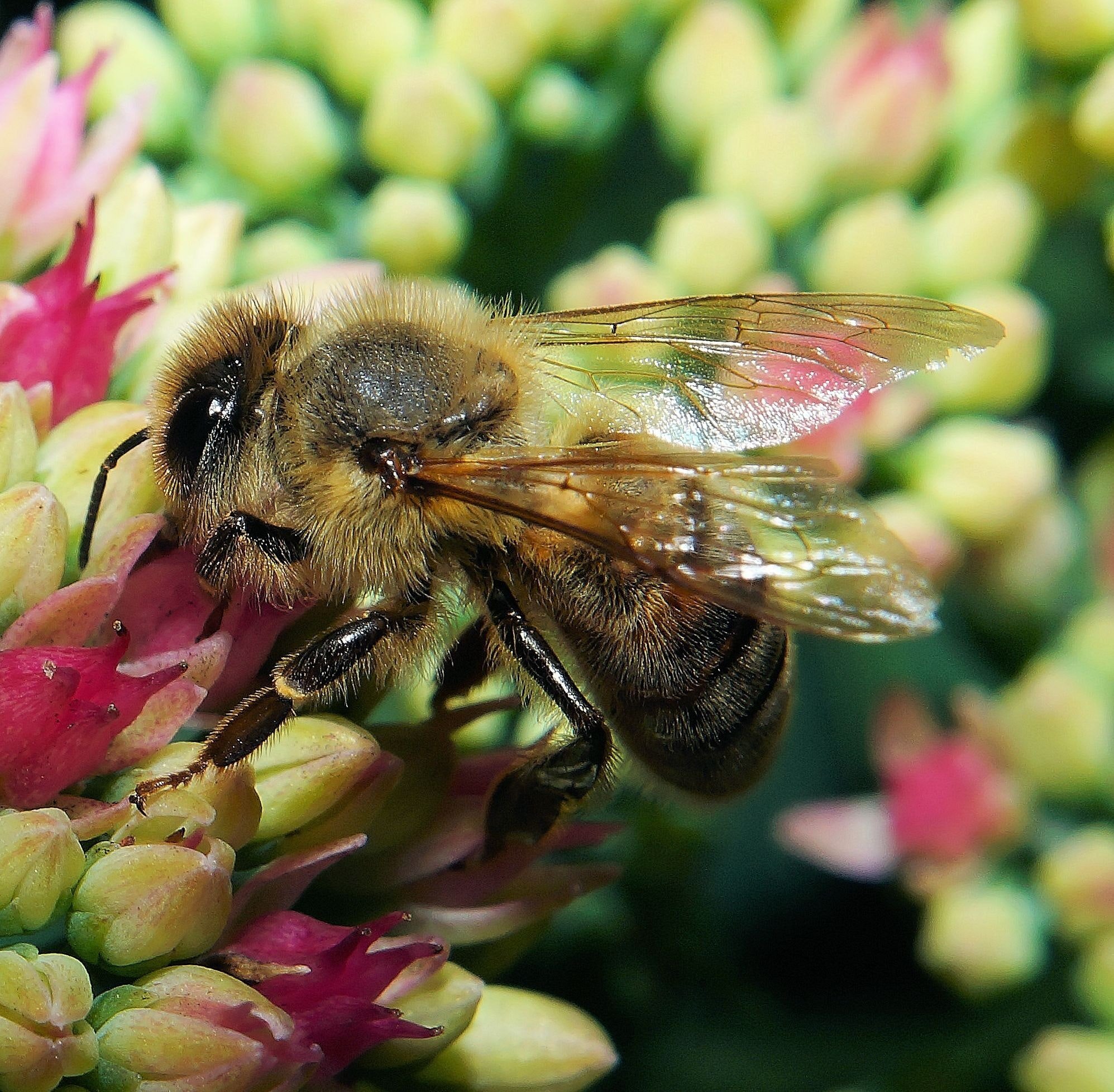 Пыльца растений собранная пчелой. Шмель с нектаром. Пчелы опылители. Пчела опыляет цветущие растения. Пчелы опылители растений.
