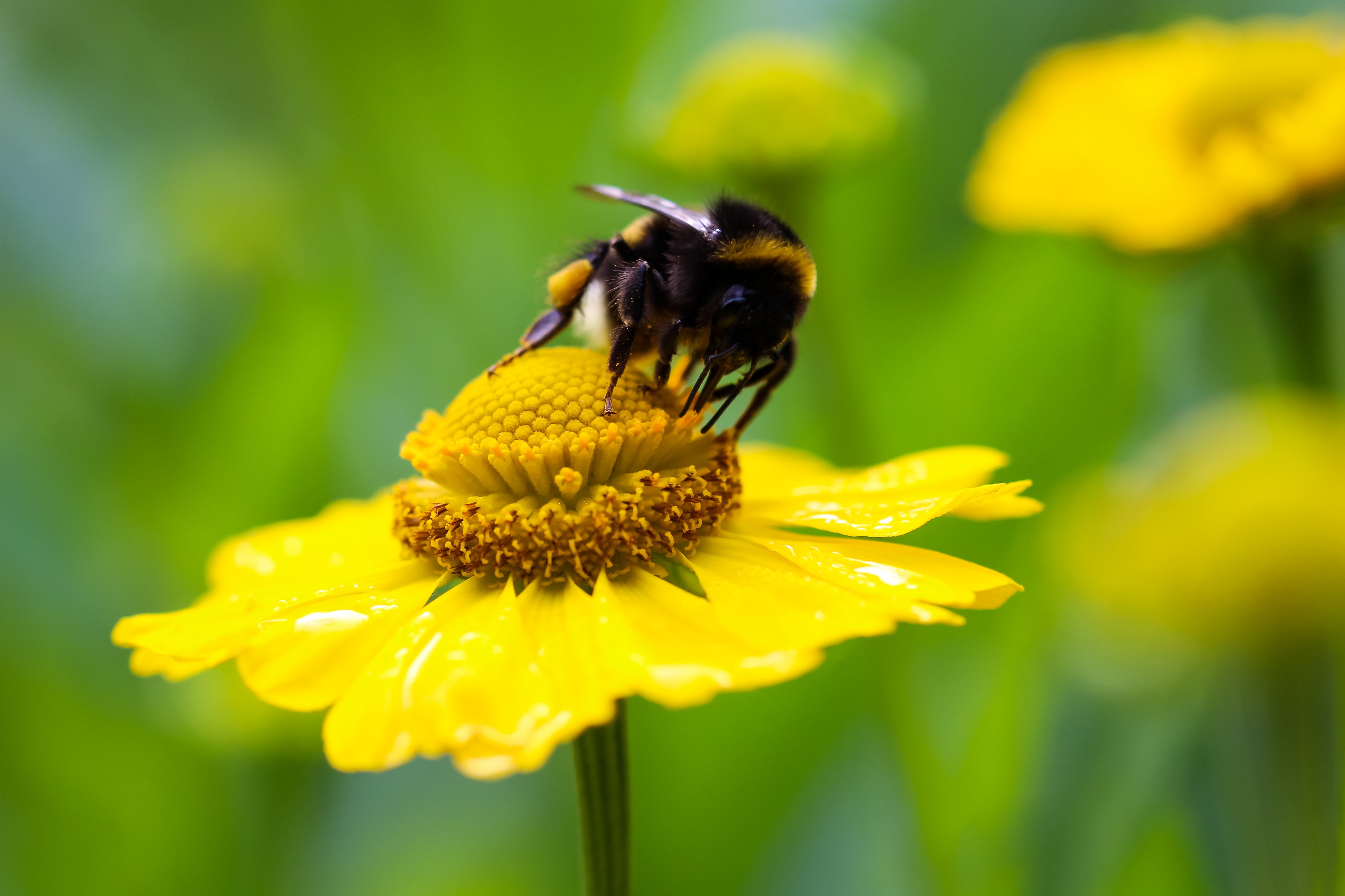 Пчела питается нектаром. Пчелы опылители растений. Опыление насекомыми Шмель. Шмель опыляет Клевер. Шмель опыляет растения.