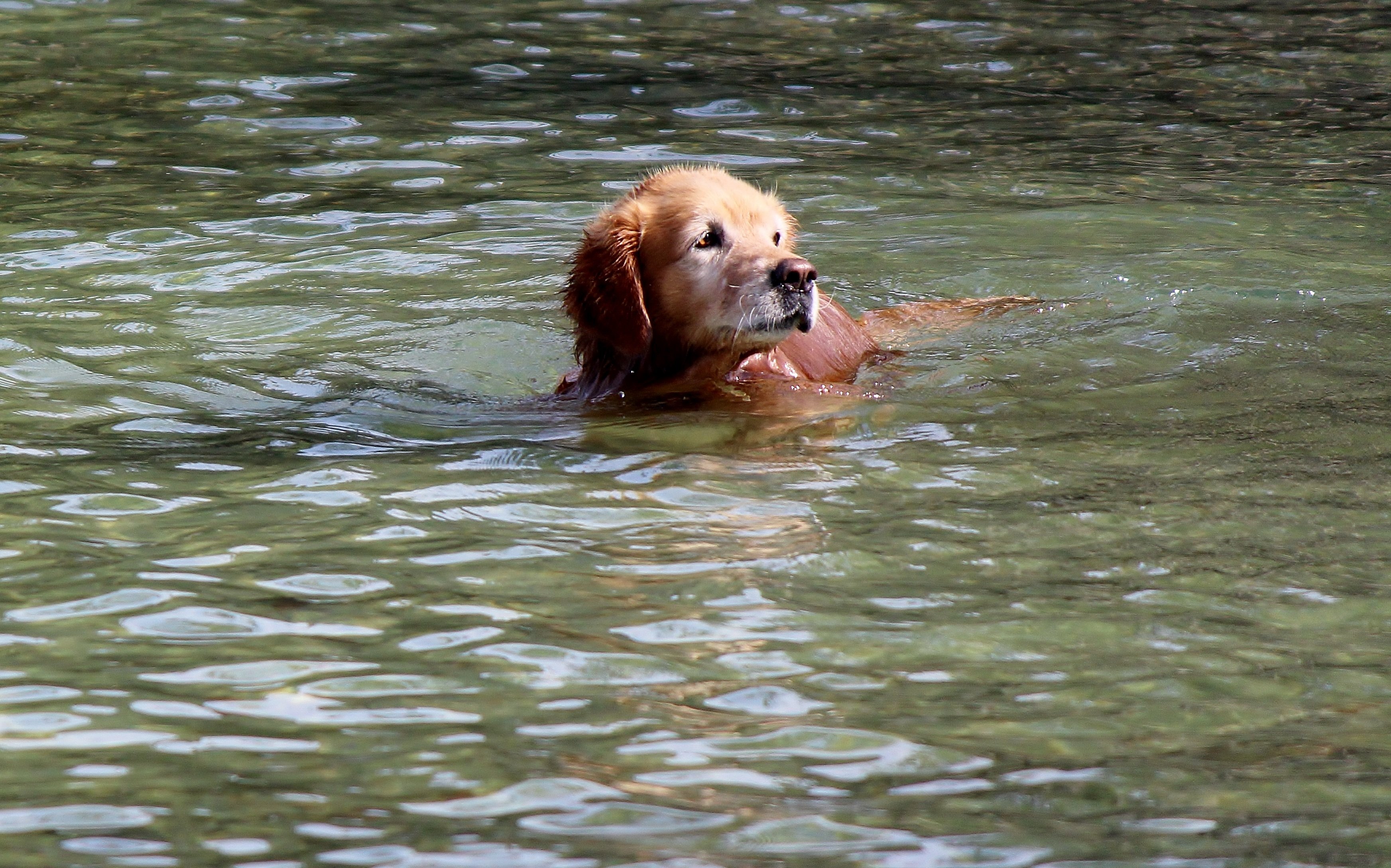 Животные купаются. Лабрадор ретривер купается. Собака плавает. Собака купается. Собака купается в озере.