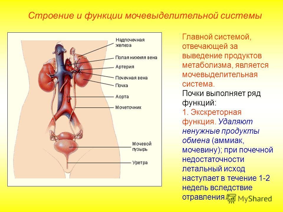 Какие системы органов выполняют выделительную функцию. Общая схема мочевыделительной системы. Мочевыделительная система строение. Анатомия мочевыделительной системы. Строение мочевыделительной системы человека.