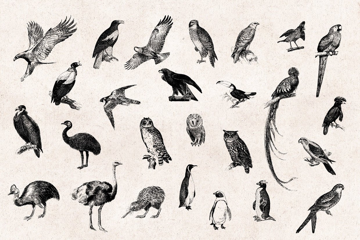 Какому жанру относится изображение птиц животных. Стилизованные птицы. Стилизация птиц. Птицы в графике. Стилизованное изображение птицы.
