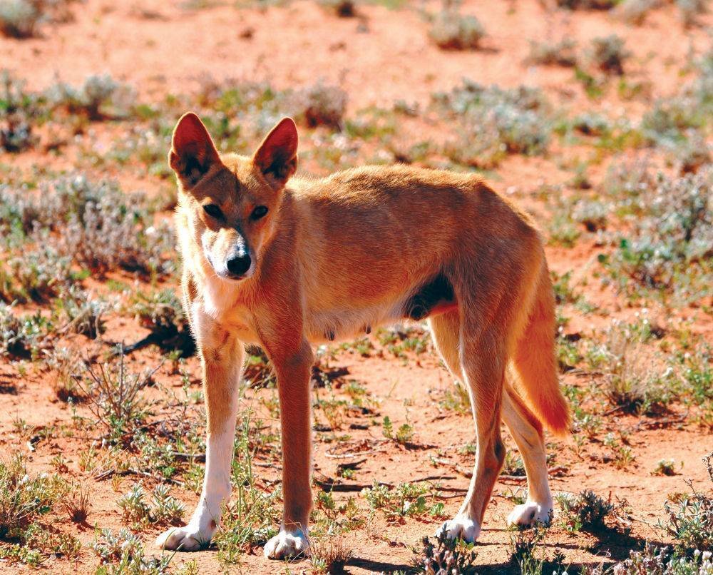 Дикая собака описание. Собака Динго. Австралийский Динго. Динго в Австралии. Дикая собака Динго.