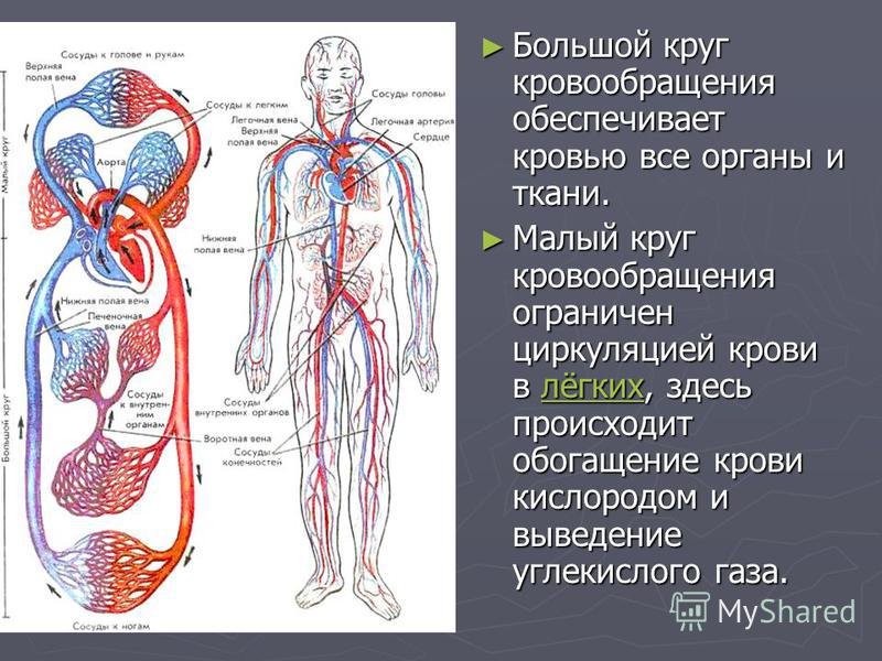 Направление движения крови вен. Кровообращение вены схема. Система кровообращения человека схема. Большой и малый круг кровообращения . Артериальная и венозная системы. Сосуды большого круга кровообращения схема.