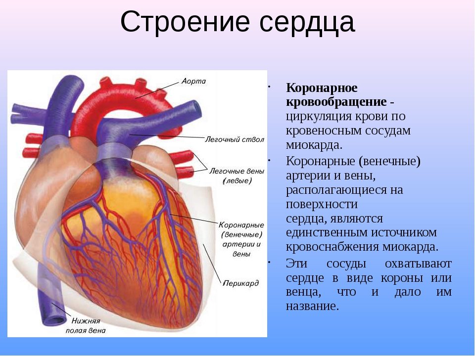 Какое сердце можно назвать. Кровеносная система человека строение сердца. Строение сердца и кровеносной системы. Строение кровеносных сосудов строение сердца. Круги кровообращения сердца человека биология 8 класс.