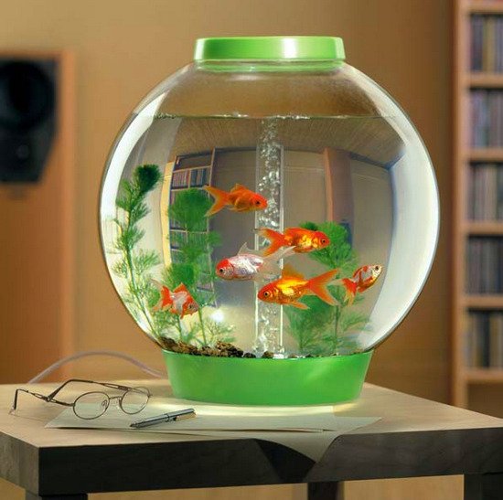 Фото рыбки в аквариуме в круглом аквариуме