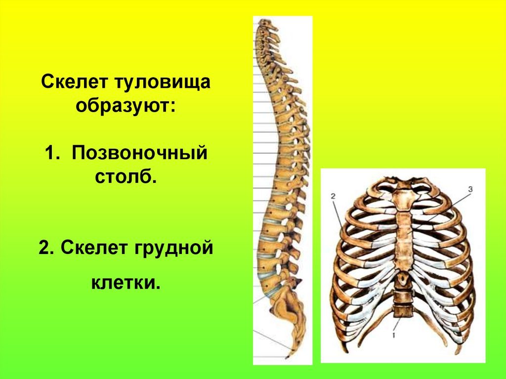 Строение скелета грудного отдела. Скелет туловища Позвоночный столб. Скелет туловища грудная клетка кости. Анатомия костей туловища Позвоночный столб Грудина ребра. Грудина осевой скелет.