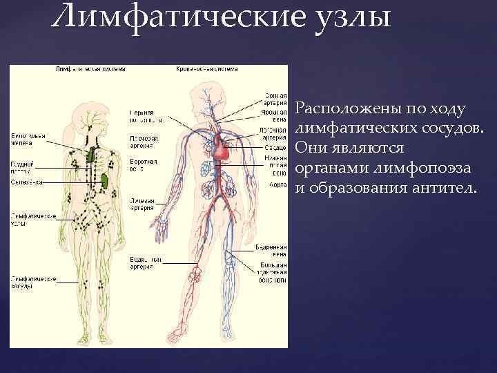 Система лимфоузлов человека. Лимфатические узлы лимфатической системы. Система лимфоузлов человека схема. Лимфатическая система человека расположение лимфоузлов. Схема строения лимфатического узла.