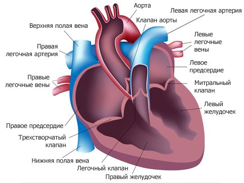 Камеры сердца краткие сведения таблица