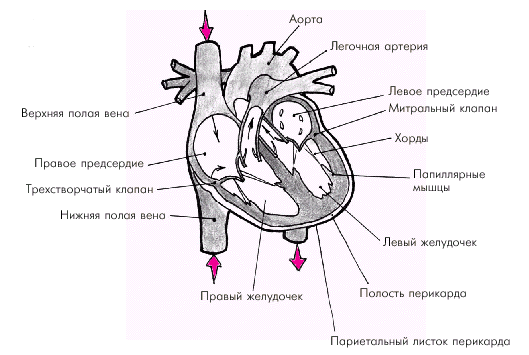Строение сердца человека рисунок