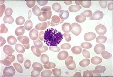 Базофильные лейкоциты