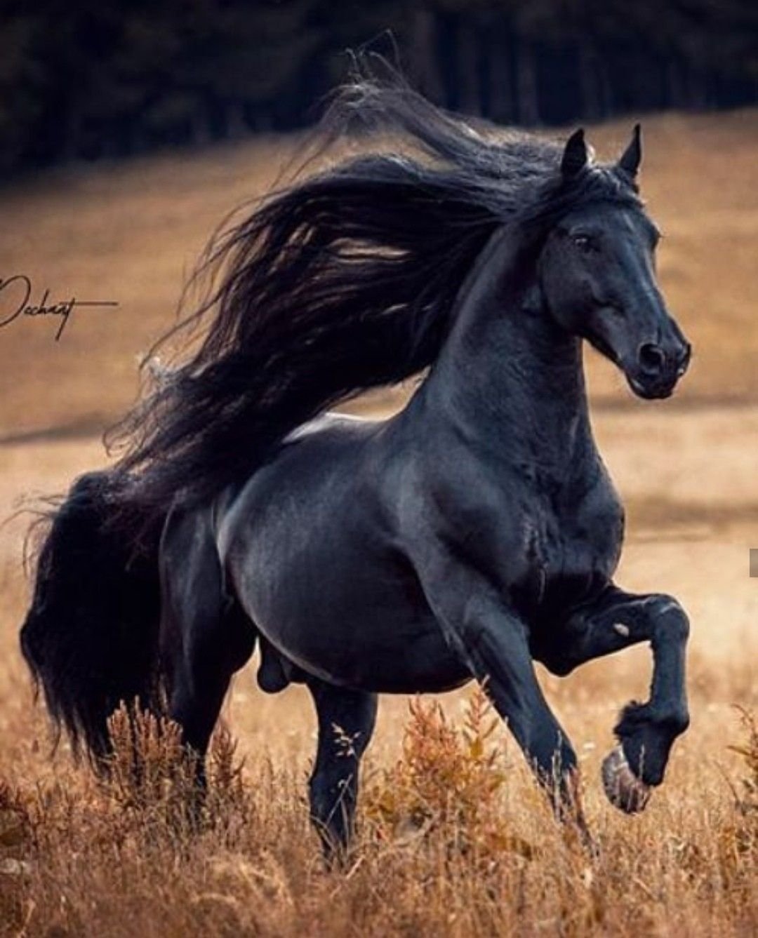 Про черного коня. Фризская лошадь Королевская. Мустанг лошадь черный. Красивый конь. Гордый конь.
